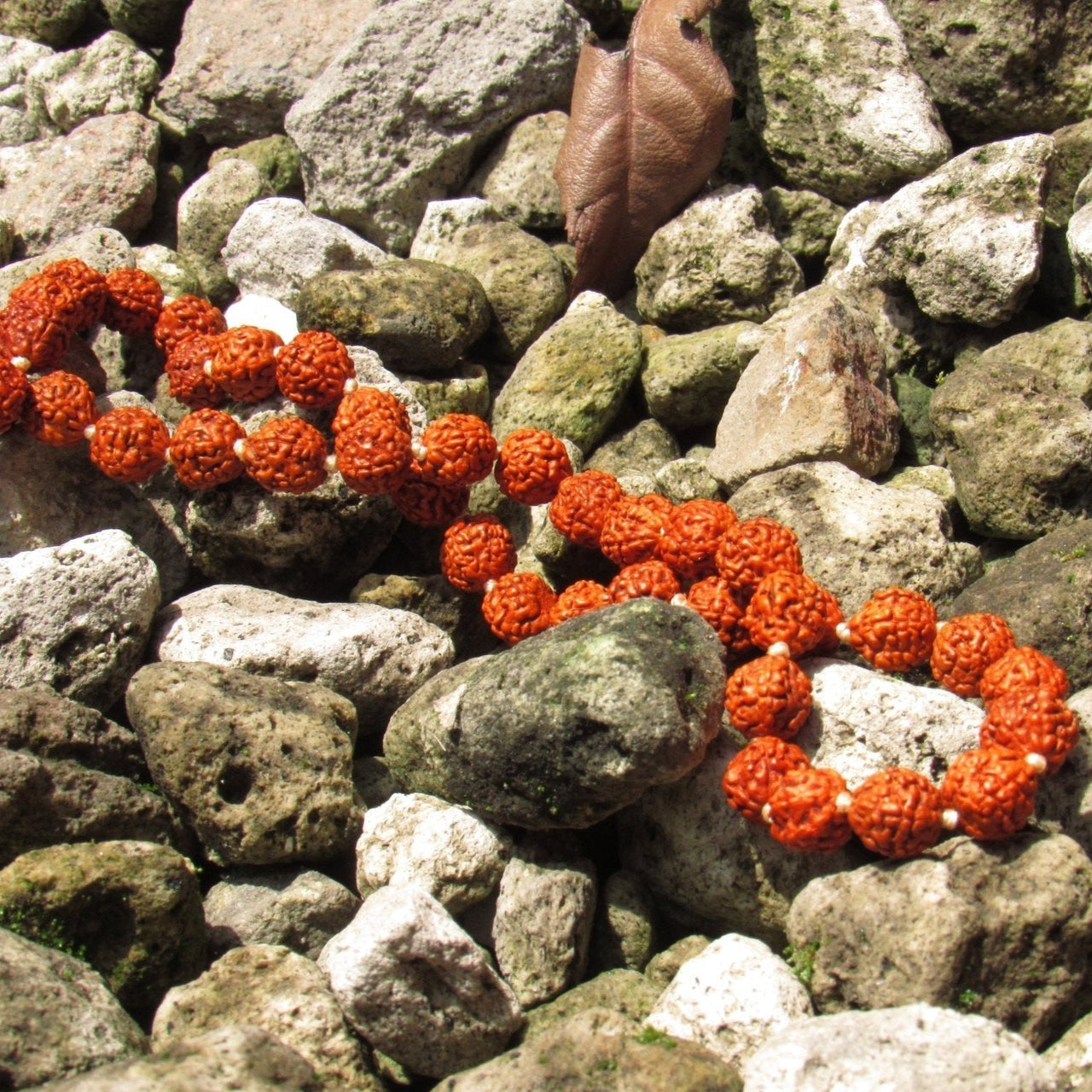 ENVǍO INMEDIATO Japa Mala de Rudraksha - Metayantra MǸxico