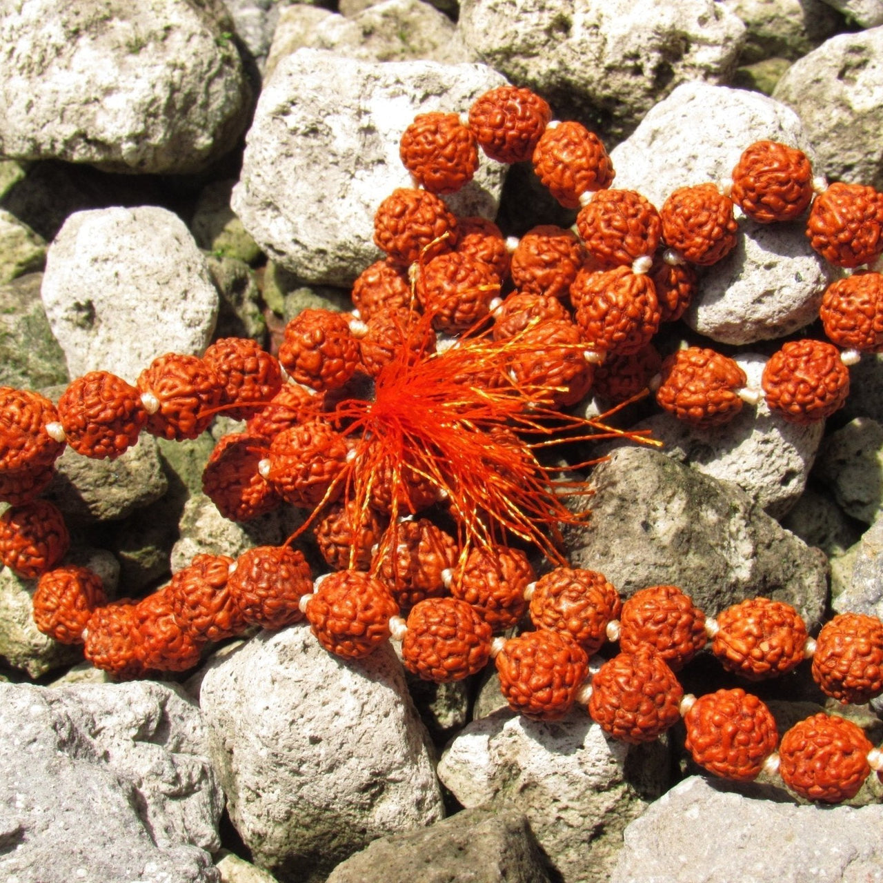 ENVǍO INMEDIATO Japa Mala de Rudraksha - Metayantra MǸxico